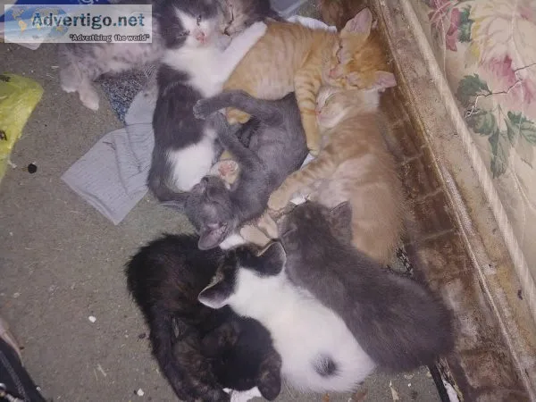 Anyone looking for kittens 8wks old