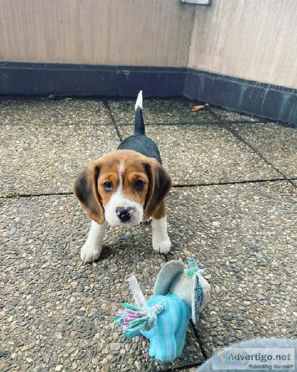 beagle pups