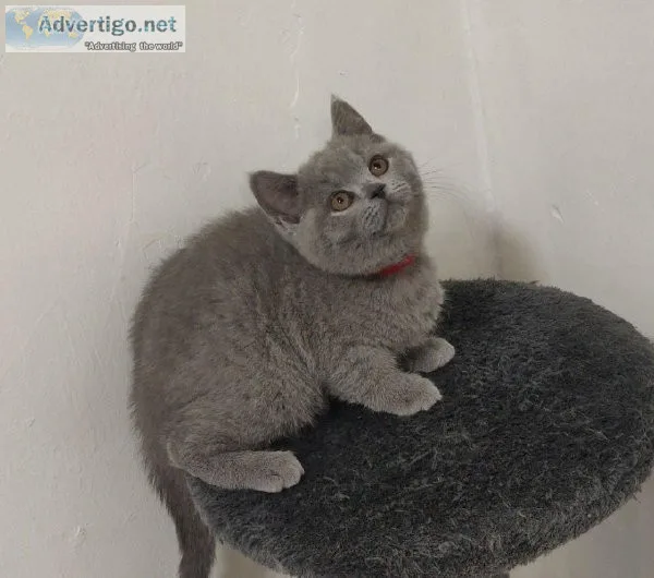 British Short Hair Kittens - Sale Delivered All Over the US