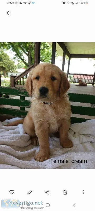 Golden Retriever  puppies