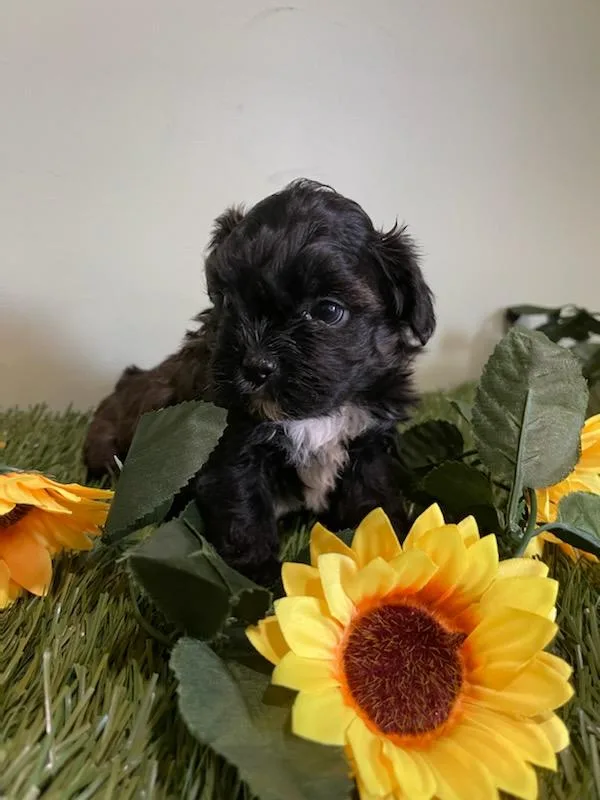 Oreo Shihpoo