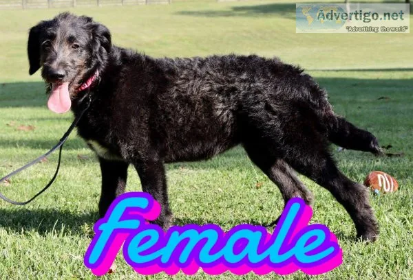 Stunning Black Labradoodles