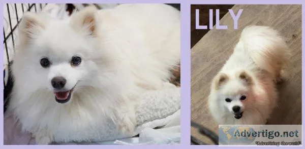 2 Adult Female CKC Pomeranians