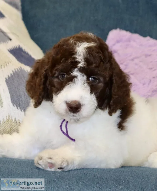 F1BB CKC Reg. Parti Labradoodle