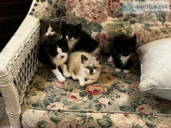 Vet Checked 8 week old Kittens