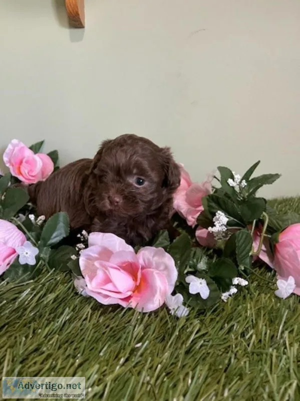 Candy Shihpoo