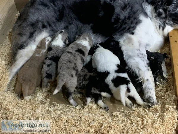Aussiedoodle puppies for sale