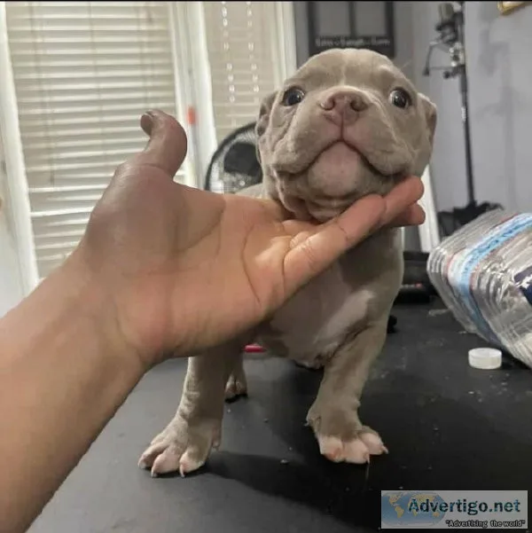 Cute pitbull puppies ready for adoption