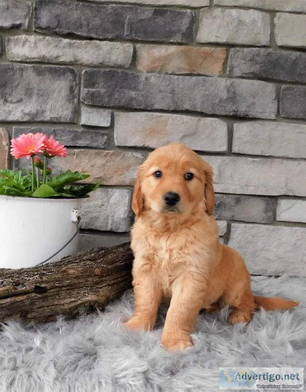 Misty Golden Retirever