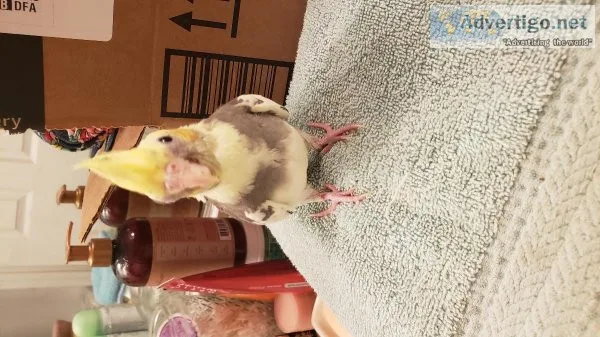 Bby cockatiels