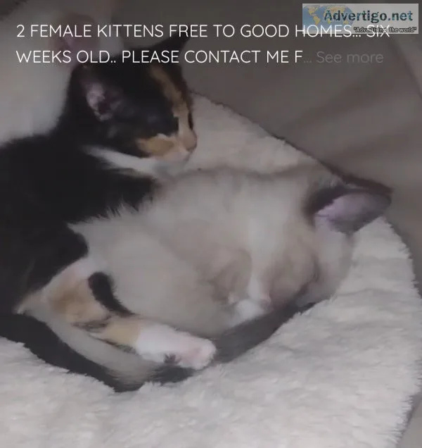 2 FEMALE KITTENS FREE TO GOOD HOMES