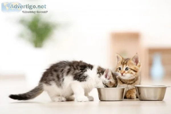 Buy Cat Food Online at Best Price  Pawrulz