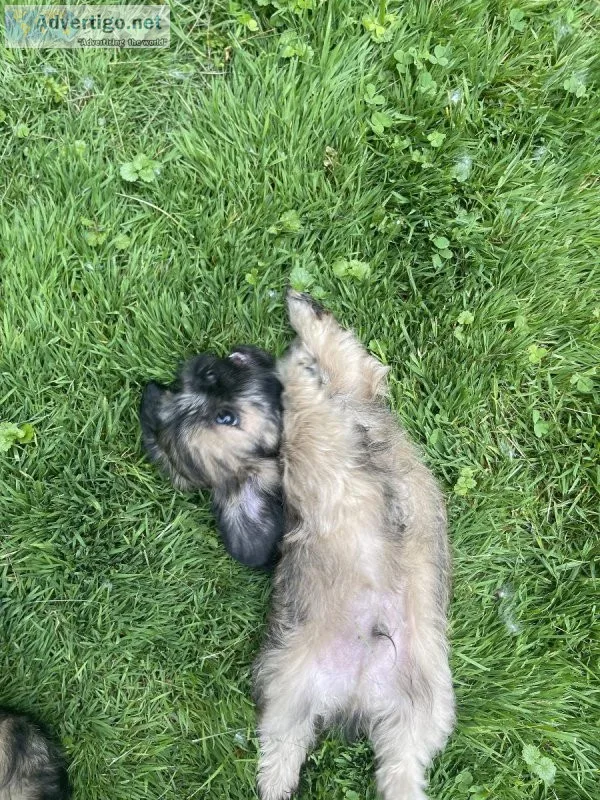 Shih tzu puppies