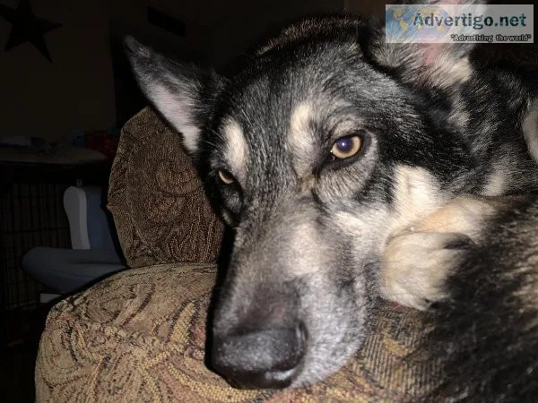 Looking for a loving home