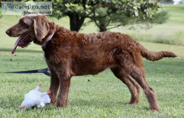 Super Sweet Chocolate Labradoodle