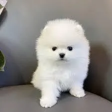 Best T Cup Pomeranian Pupies For Sale.