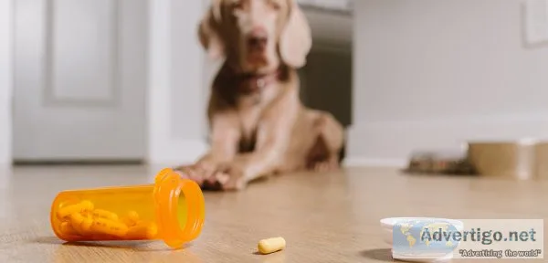 Get the best dog health supplement at best price | pawrulz