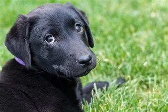 Labrador puppy