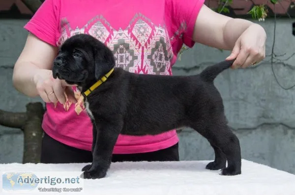 Stunning Cane Corso Puppies