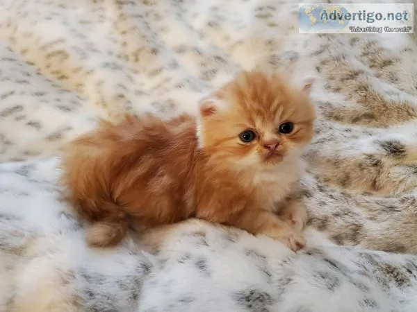 Persian Kittens