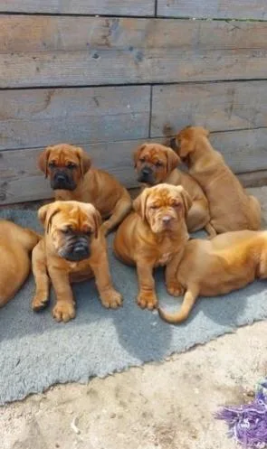 Mastiff Puppies Text 415-723-0947