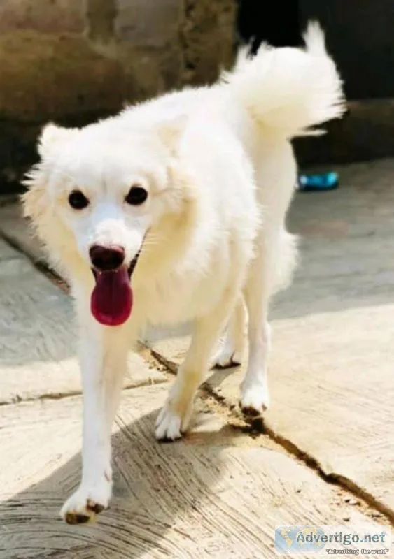 My second Dog pet for sale