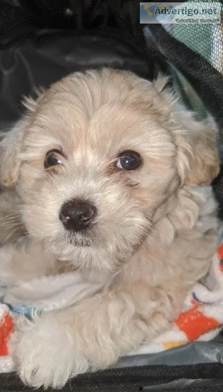 Puppy available for a new home
