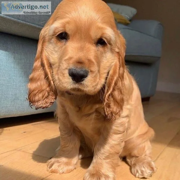 Cocker Spaniel Puppies for Adoption