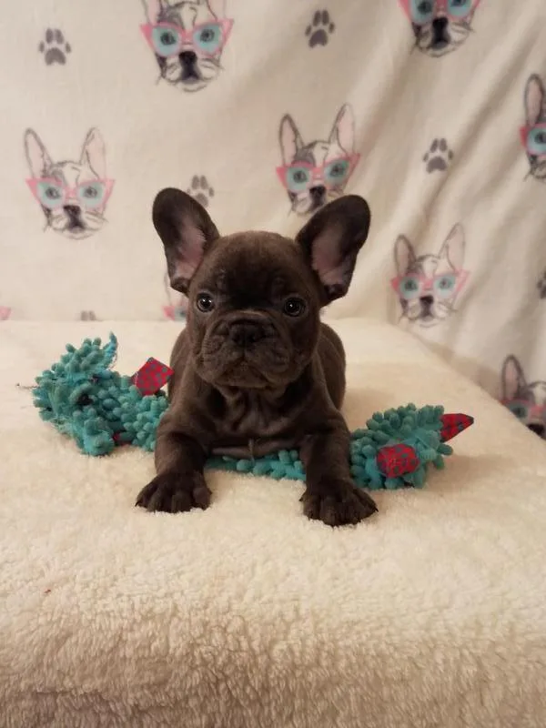 FRENCH BULLDOG MALE AND FEMALES