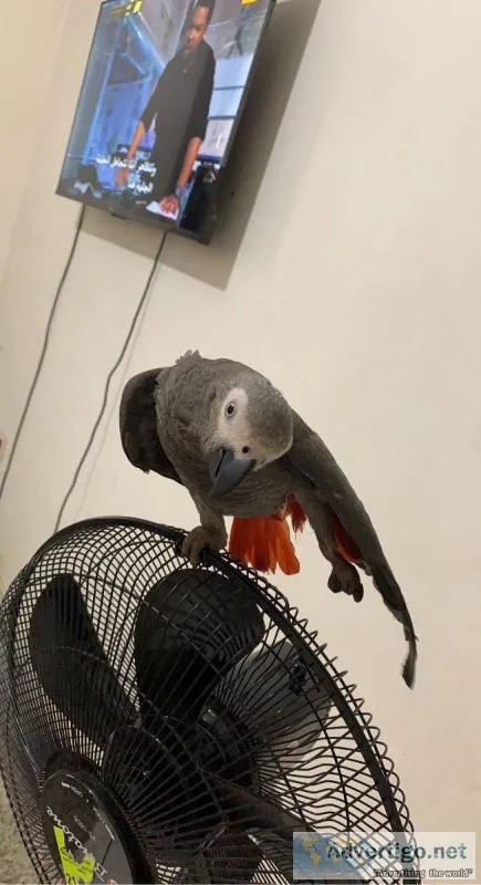African Grey Parrots