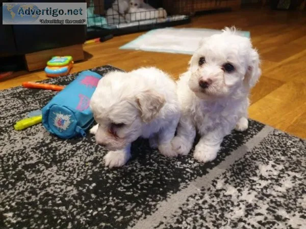 Excellent Bichon Frise Puppies