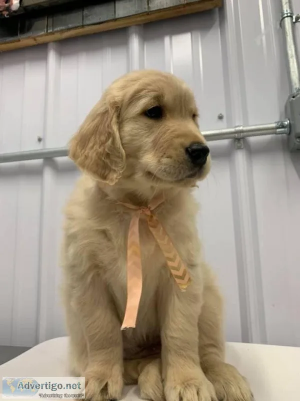 Golden Retriever Puppies