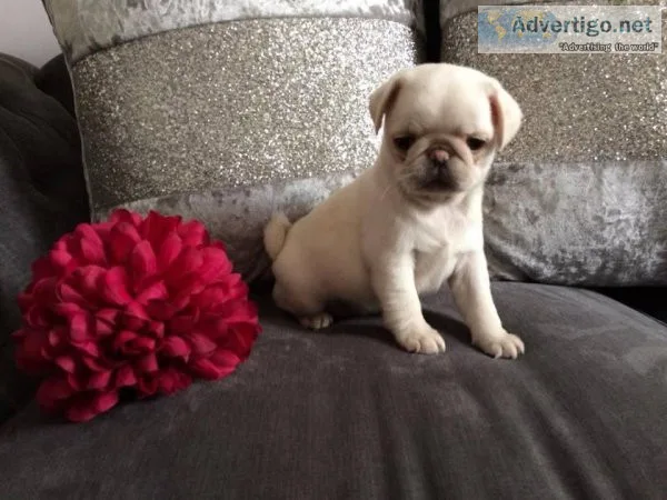 Meet our stunning Pug puppies for sale.
