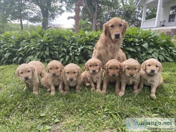Golden Retriever Puppies