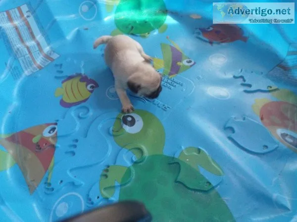 lovable pug puppy