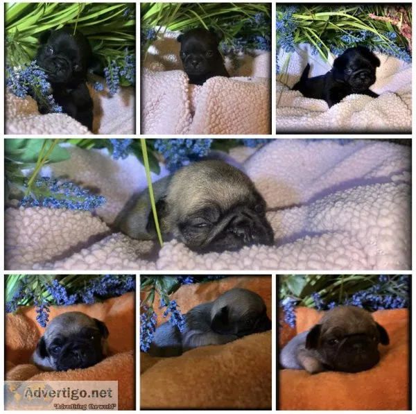 CKC pugs