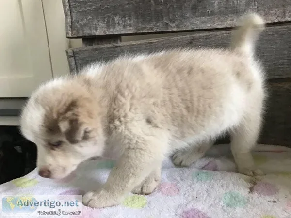 AKC Regstered Pomsky puppies