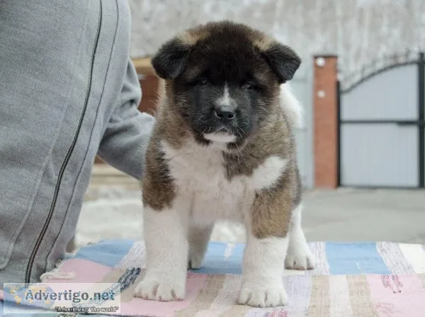Beautiful American Akita Puppies