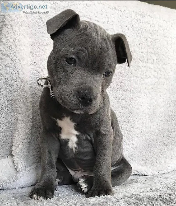 Pitbull puppies ready for adoption