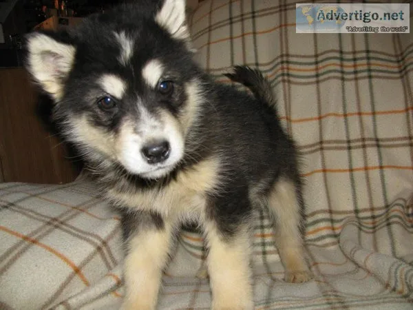 Stunning AKC Registered Alaskan Malamute Puppies
