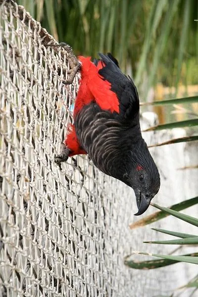 Pesquet&rsquos parrot for sale. Text 4157230947