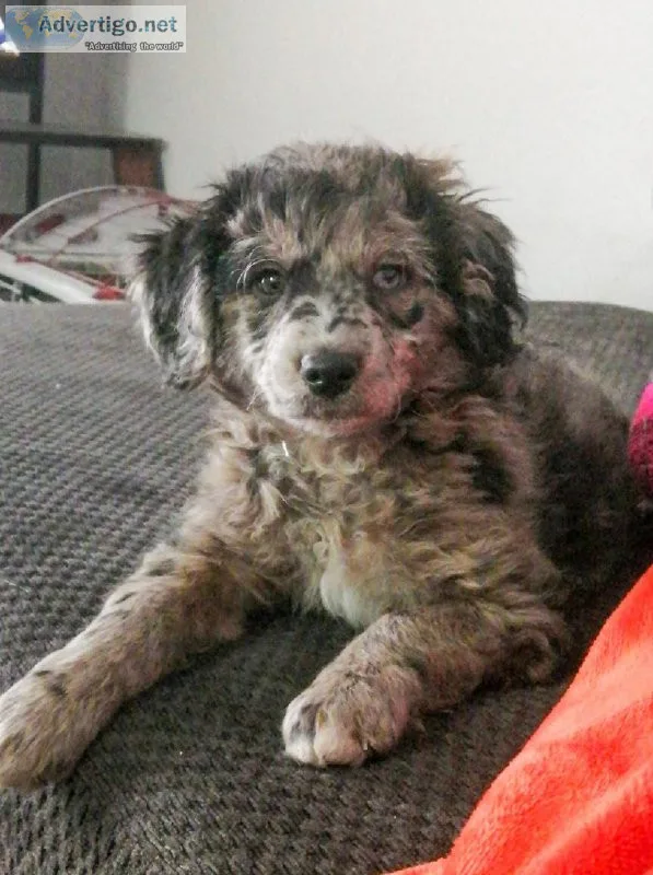 Mini Aussiedoodle F1b