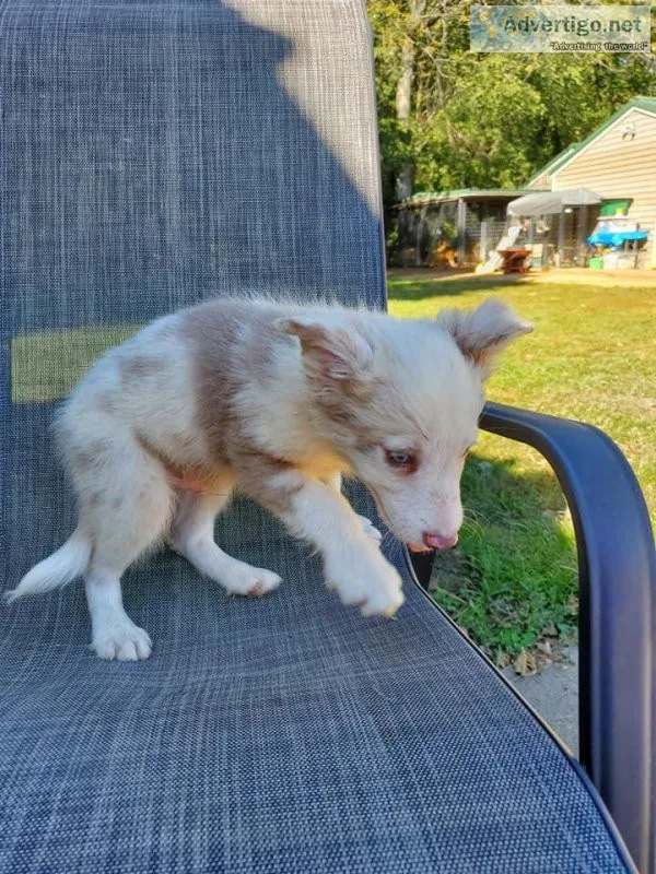 Adorable Border Collie Puppies