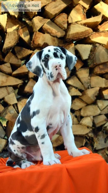 Healthy And Adorable Great Dane Puppies