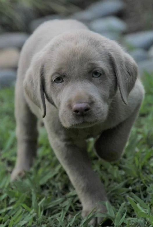 Labrador Retriever AKC