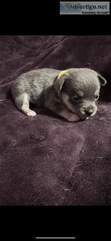 Akc reg Pembroke bluie corgi