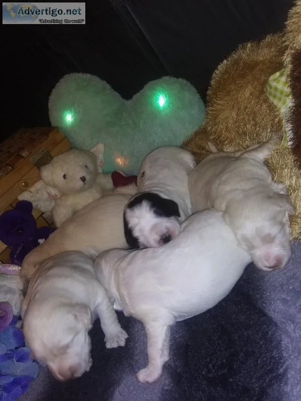 GOLDENDOODLES