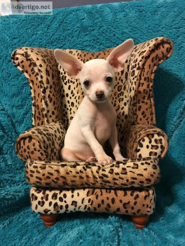 Chihuahua Puppies AKC Registered