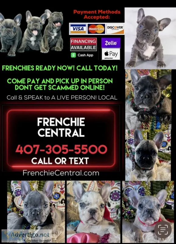 French Bulldog Available Puppies