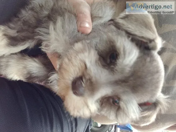 Miniature  schnauzer
